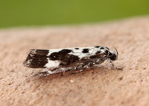 33.002 BF719 Ethmia quadrillella