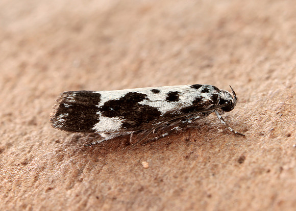 33.002 BF719 Ethmia quadrillella