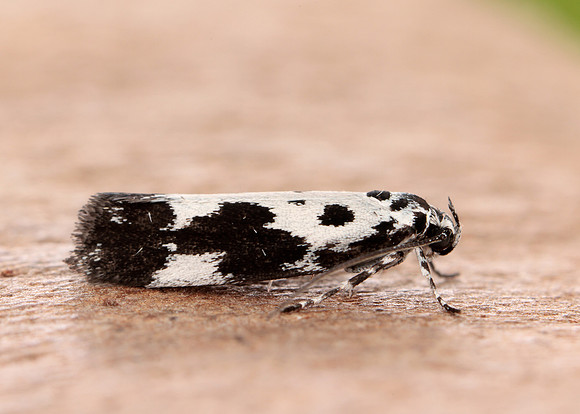33.002 BF719 Ethmia quadrillella