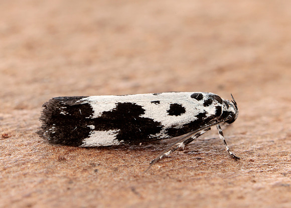 33.002 BF719 Ethmia quadrillella