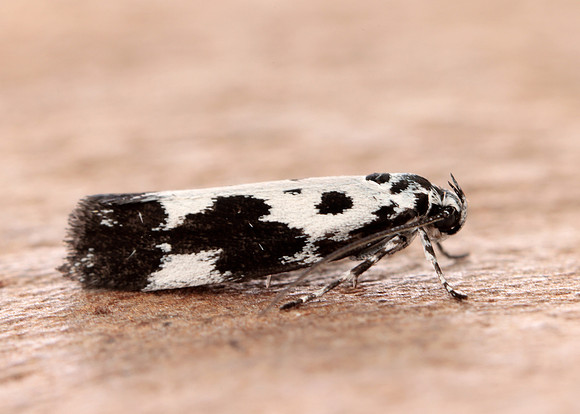 33.002 BF719 Ethmia quadrillella