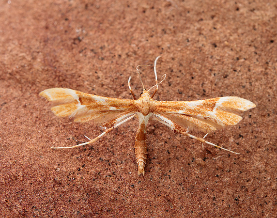 45.022 BF1496 Rose Plume Cnaemidophorus rhododactyla