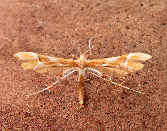 45.022 BF1496 Rose Plume Cnaemidophorus rhododactyla