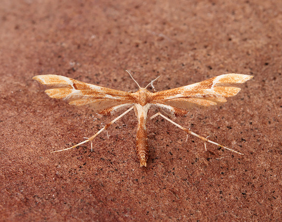 45.022 BF1496 Rose Plume Cnaemidophorus rhododactyla