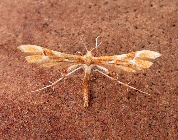 45.022 BF1496 Rose Plume Cnaemidophorus rhododactyla