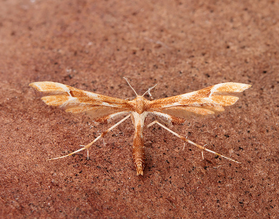 45.022 BF1496 Rose Plume Cnaemidophorus rhododactyla