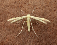 45.043 BF1517 Hemp-agrimony Plume Adaina microdactyla