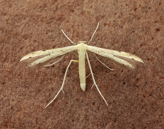 45.043 BF1517 Hemp-agrimony Plume Adaina microdactyla