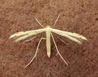 45.043 BF1517 Hemp-agrimony Plume Adaina microdactyla
