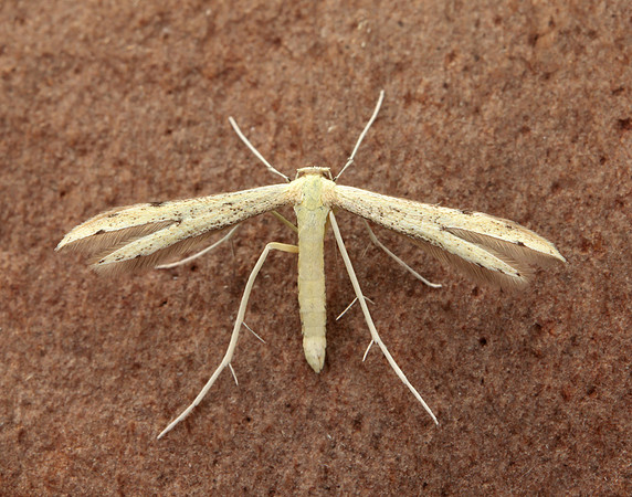 45.043 BF1517 Hemp-agrimony Plume Adaina microdactyla