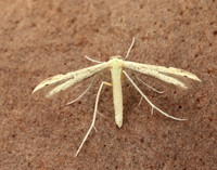 45.043 BF1517 Hemp-agrimony Plume Adaina microdactyla