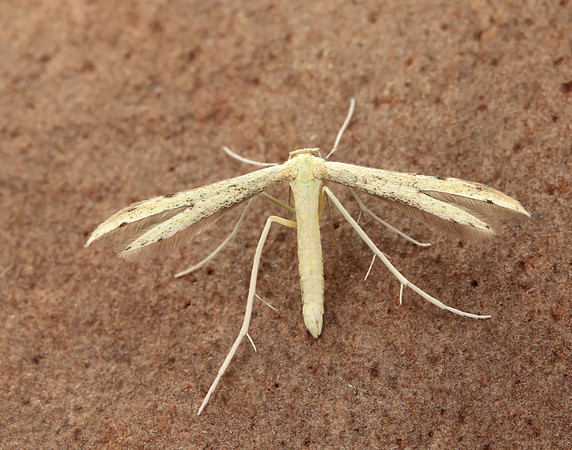 45.043 BF1517 Hemp-agrimony Plume Adaina microdactyla