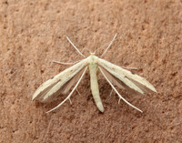 45.043 BF1517 Hemp-agrimony Plume Adaina microdactyla