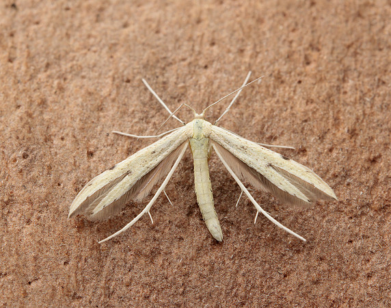 45.043 BF1517 Hemp-agrimony Plume Adaina microdactyla