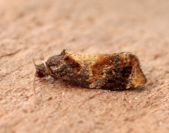 49.004 BF1010 Red-barred Tortrix Ditula angustiorana