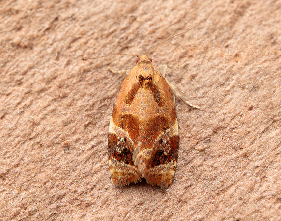49.004 BF1010 Red-barred Tortrix Ditula angustiorana