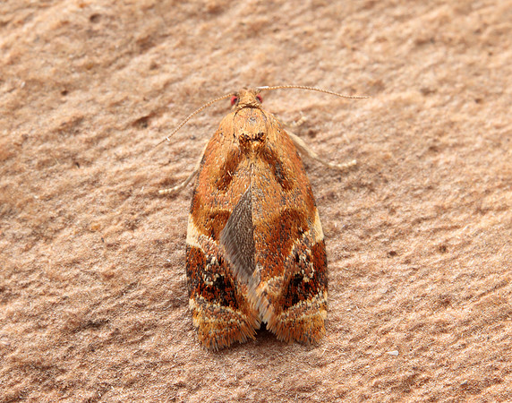 49.004 BF1010 Red-barred Tortrix Ditula angustiorana