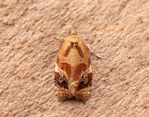 49.004 BF1010 Red-barred Tortrix Ditula angustiorana