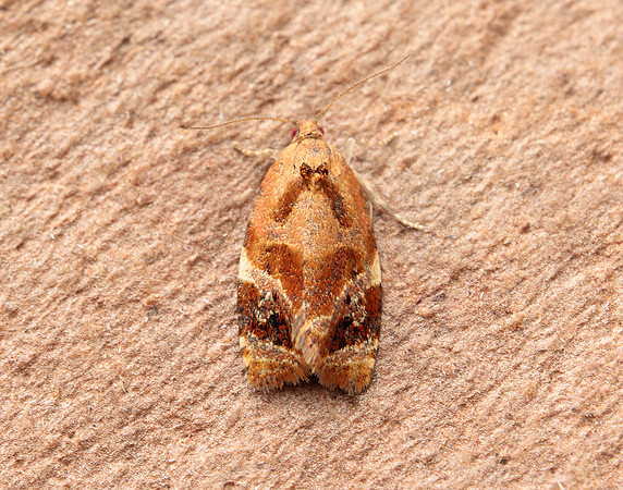 49.004 BF1010 Red-barred Tortrix Ditula angustiorana
