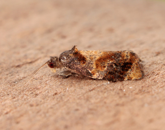 49.004 BF1010 Red-barred Tortrix Ditula angustiorana