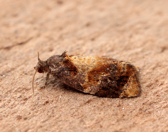 49.004 BF1010 Red-barred Tortrix Ditula angustiorana