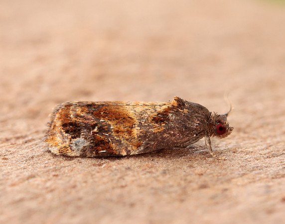 49.004 BF1010 Red-barred Tortrix Ditula angustiorana
