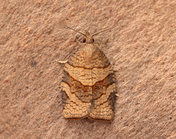 49.025 BF970 Barred Fruit-tree Tortrix Pandemis cerasana