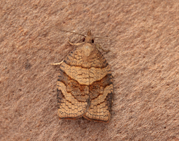 49.025 BF970 Barred Fruit-tree Tortrix Pandemis cerasana