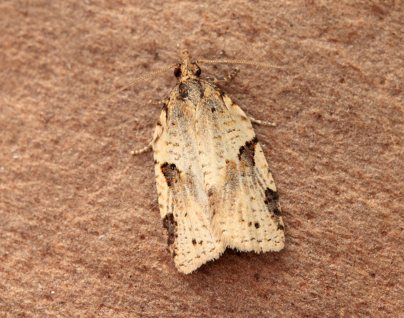 49.037 BF993 Cyclamen Tortrix Clepsis spectrana