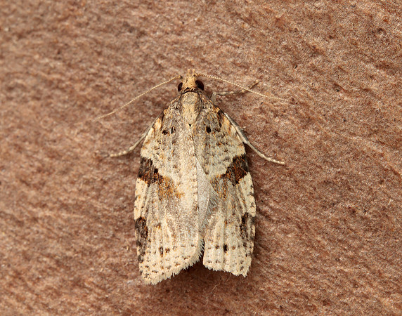 49.037 BF993 Cyclamen Tortrix Clepsis spectrana
