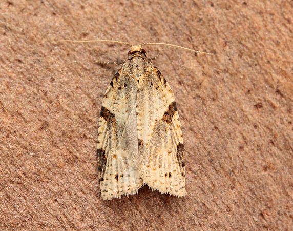 49.037 BF993 Cyclamen Tortrix Clepsis spectrana