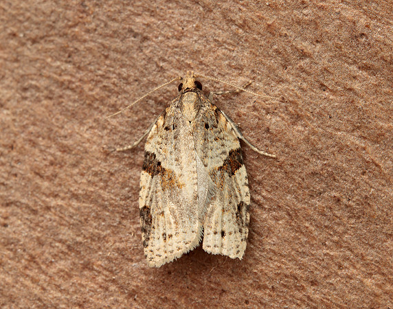 49.037 BF993 Cyclamen Tortrix Clepsis spectrana