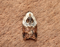 49.077 BF1048 Garden Rose Tortrix Acleris variegana