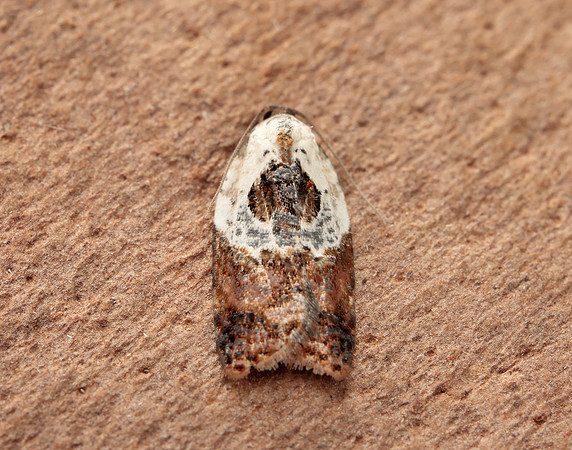 49.077 BF1048 Garden Rose Tortrix Acleris variegana