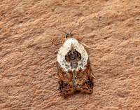 49.077 BF1048 Garden Rose Tortrix Acleris variegana
