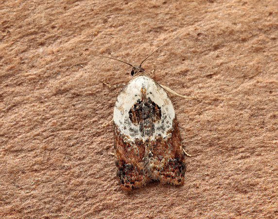 49.077 BF1048 Garden Rose Tortrix Acleris variegana