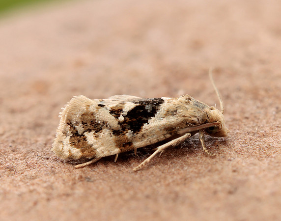 49.101 BF926 Phalonidia manniana