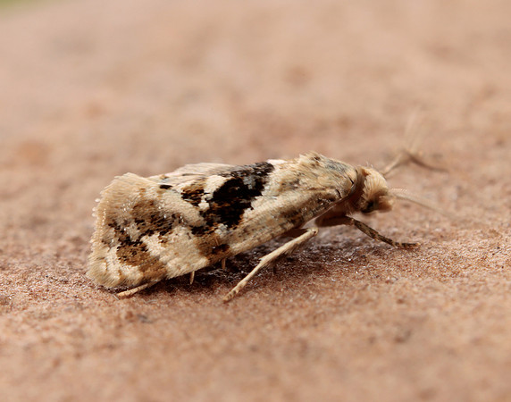 49.101 BF926 Phalonidia manniana