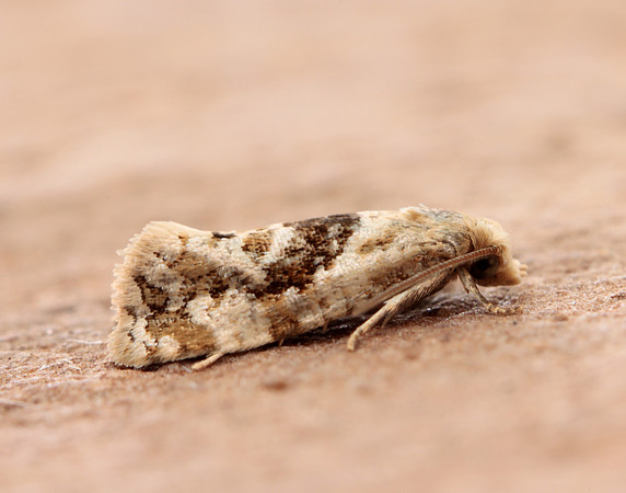 49.101 BF926 Phalonidia manniana