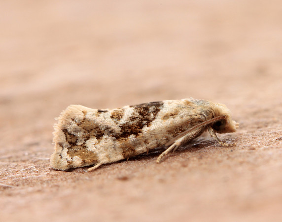 49.101 BF926 Phalonidia manniana