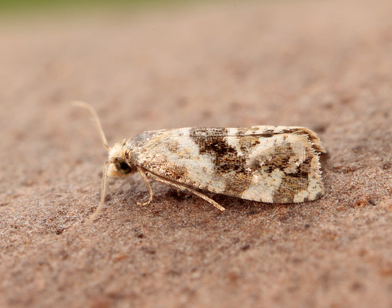 49.101 BF926 Phalonidia manniana
