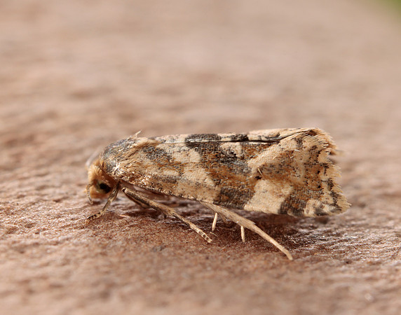 49.101 BF926 Phalonidia manniana