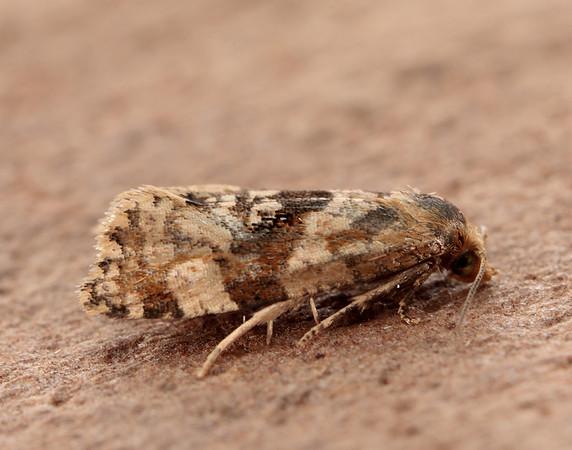 49.101 BF926 Phalonidia manniana