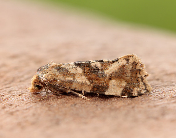 49.101 BF926 Phalonidia manniana