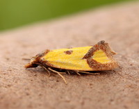 49.110 BF938 Agapeta zoegana