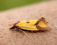 49.110 BF938 Agapeta zoegana