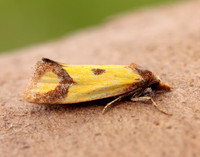 49.110 BF938 Agapeta zoegana