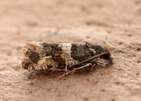 49.183 BF1108 Lobesia abscisana