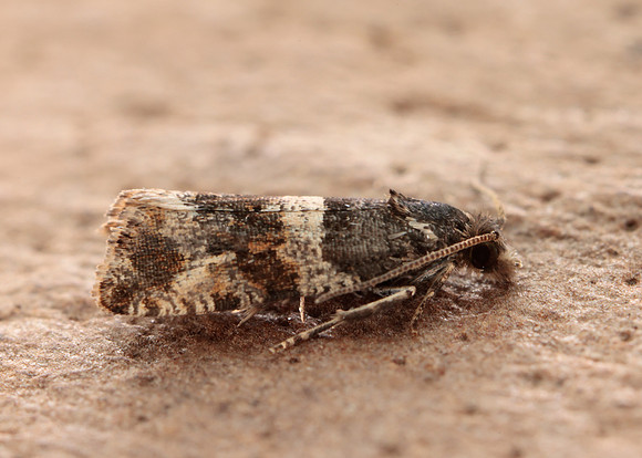 49.183 BF1108 Lobesia abscisana