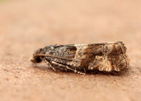 49.183 BF1108 Lobesia abscisana